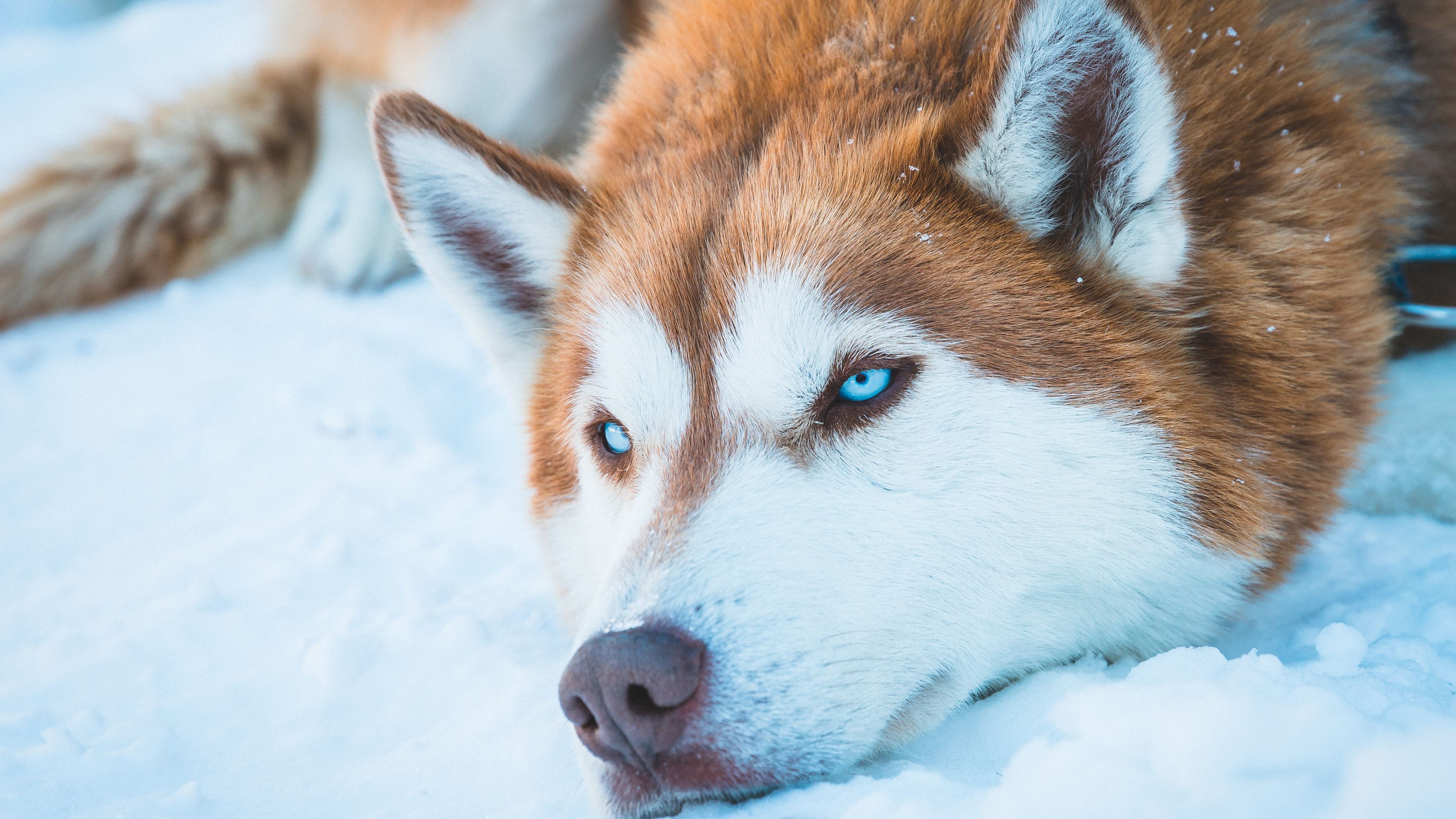 Download Siberian Husky Watercolor Painting Canidae  Cute Husky Wallpaper  Iphone PNG Image with No Background  PNGkeycom