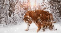 tiger with cub 4k 1546279510 200x110 - Tiger With Cub 4k - winter wallpapers, tiger wallpapers, snow wallpapers, hd-wallpapers, cub wallpapers, animals wallpapers, 8k wallpapers, 5k wallpapers, 4k-wallpapers