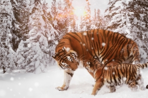 tiger with cub 4k 1546279510 300x200 - Tiger With Cub 4k - winter wallpapers, tiger wallpapers, snow wallpapers, hd-wallpapers, cub wallpapers, animals wallpapers, 8k wallpapers, 5k wallpapers, 4k-wallpapers