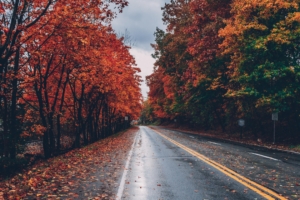 autumn road trees on sides fallen leaves 1551643623 300x200 - Autumn Road Trees On Sides Fallen Leaves - trees wallpapers, photography wallpapers, nature wallpapers, leaves wallpapers, hd-wallpapers, autumn wallpapers, 4k-wallpapers
