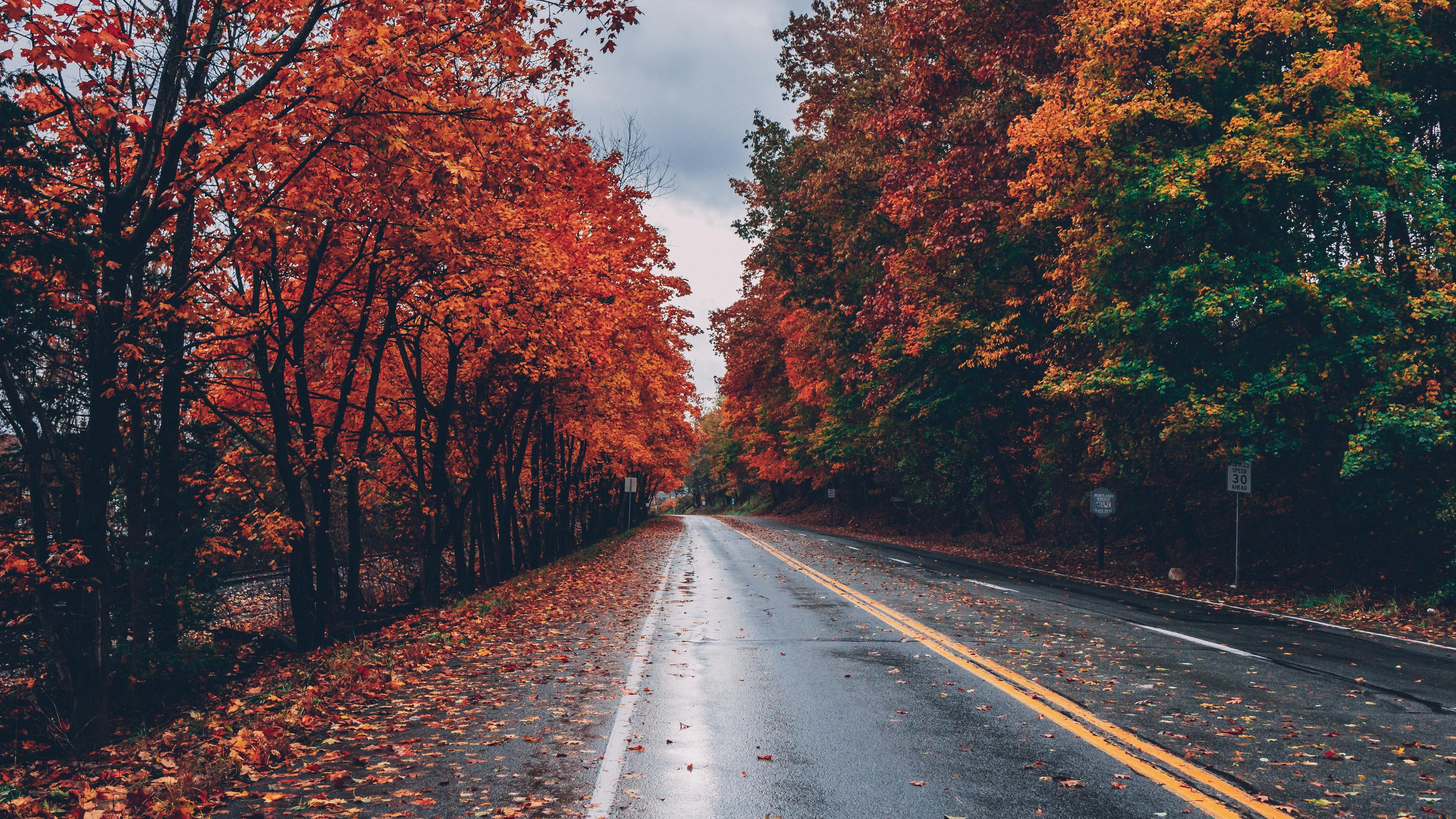 Autumn Road Trees On Sides Fallen Leaves Wallpaper 4k