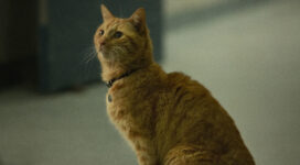 goose the cat in captain marvel 2019 4k 1553074128 272x150 - Goose The Cat In Captain Marvel 2019 4k - movies wallpapers, hd-wallpapers, captain marvel wallpapers, 5k wallpapers, 4k-wallpapers, 2019 movies wallpapers