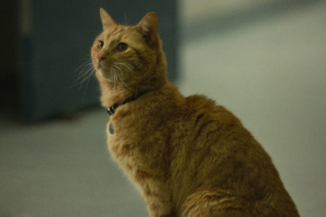 goose the cat in captain marvel 2019 4k 1553074128 300x200 - Goose The Cat In Captain Marvel 2019 4k - movies wallpapers, hd-wallpapers, captain marvel wallpapers, 5k wallpapers, 4k-wallpapers, 2019 movies wallpapers