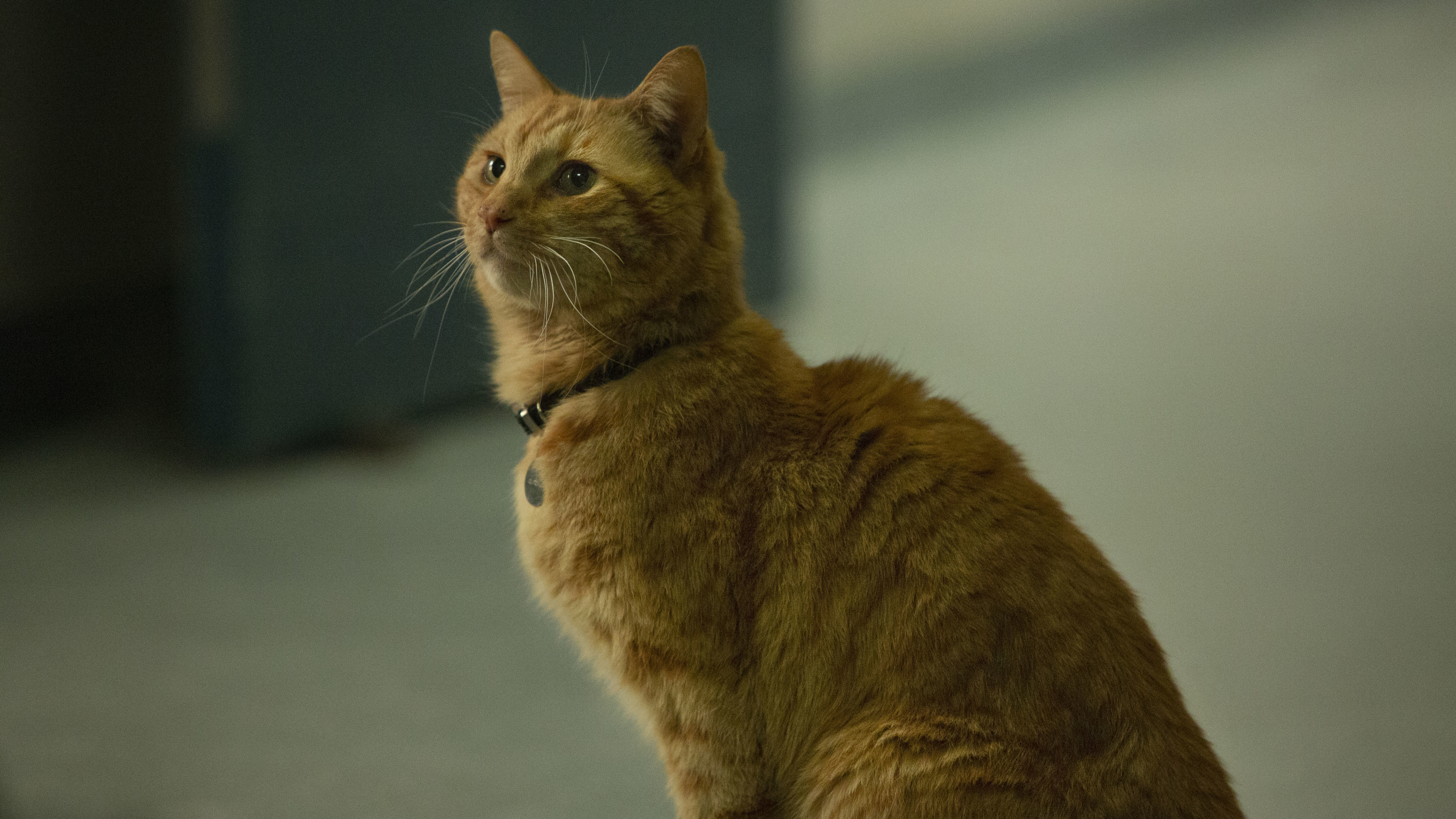goose the cat in captain marvel 2019 4k 1553074128 - Goose The Cat In Captain Marvel 2019 4k - movies wallpapers, hd-wallpapers, captain marvel wallpapers, 5k wallpapers, 4k-wallpapers, 2019 movies wallpapers