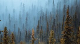 pine trees fog forest 4k 1551643579 272x150 - Pine Trees Fog Forest 4k - trees wallpapers, pine wallpapers, nature wallpapers, hd-wallpapers, forest wallpapers, fog wallpapers, drone view wallpapers, 4k-wallpapers