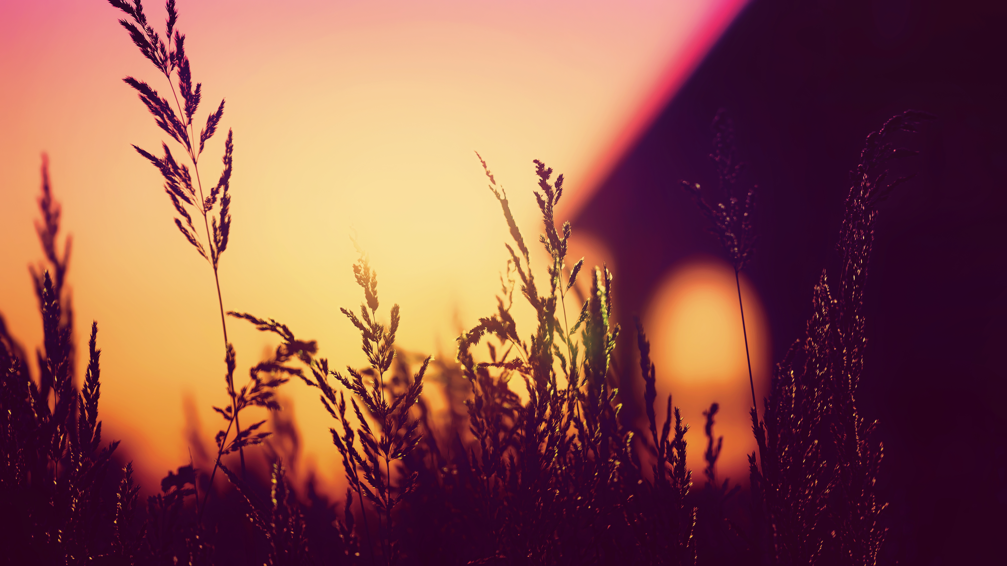 Wallpaper 4k Plants Blurred Silhouette Sunset 4k Wallpaper