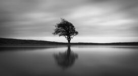 solo tree 1551644417 272x150 - Solo Tree - tree wallpapers, nature wallpapers, monochrome wallpapers, black and white wallpapers, 4k-wallpapers
