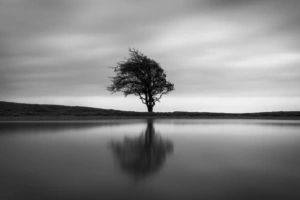 solo tree 1551644417 300x200 - Solo Tree - tree wallpapers, nature wallpapers, monochrome wallpapers, black and white wallpapers, 4k-wallpapers