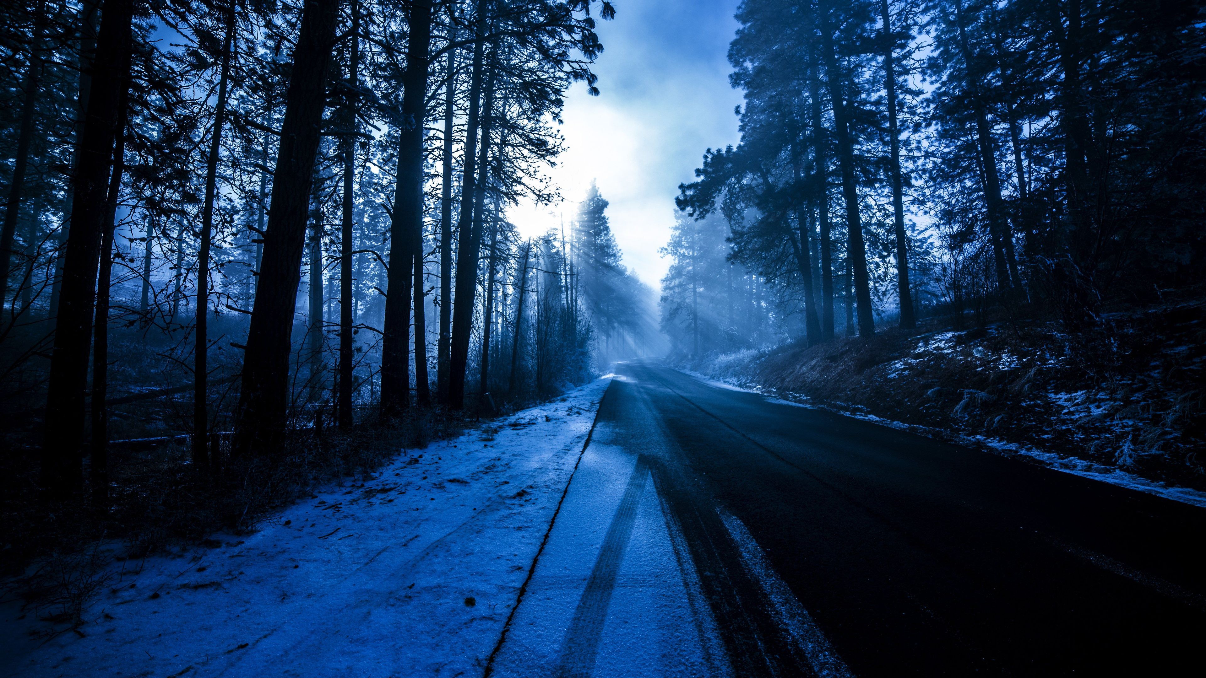 Forest Snowy Dark Evening 4k