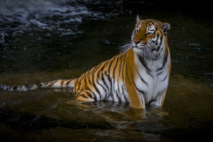 adult tiger 1574937967 300x200 - Adult Tiger -