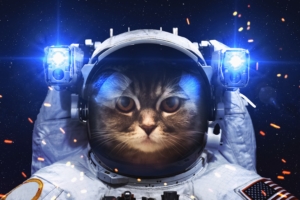 astronaut cat 1574938848 300x200 - Astronaut Cat -