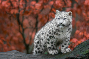 baby snow leopard 1574938133 300x200 - Baby Snow Leopard -