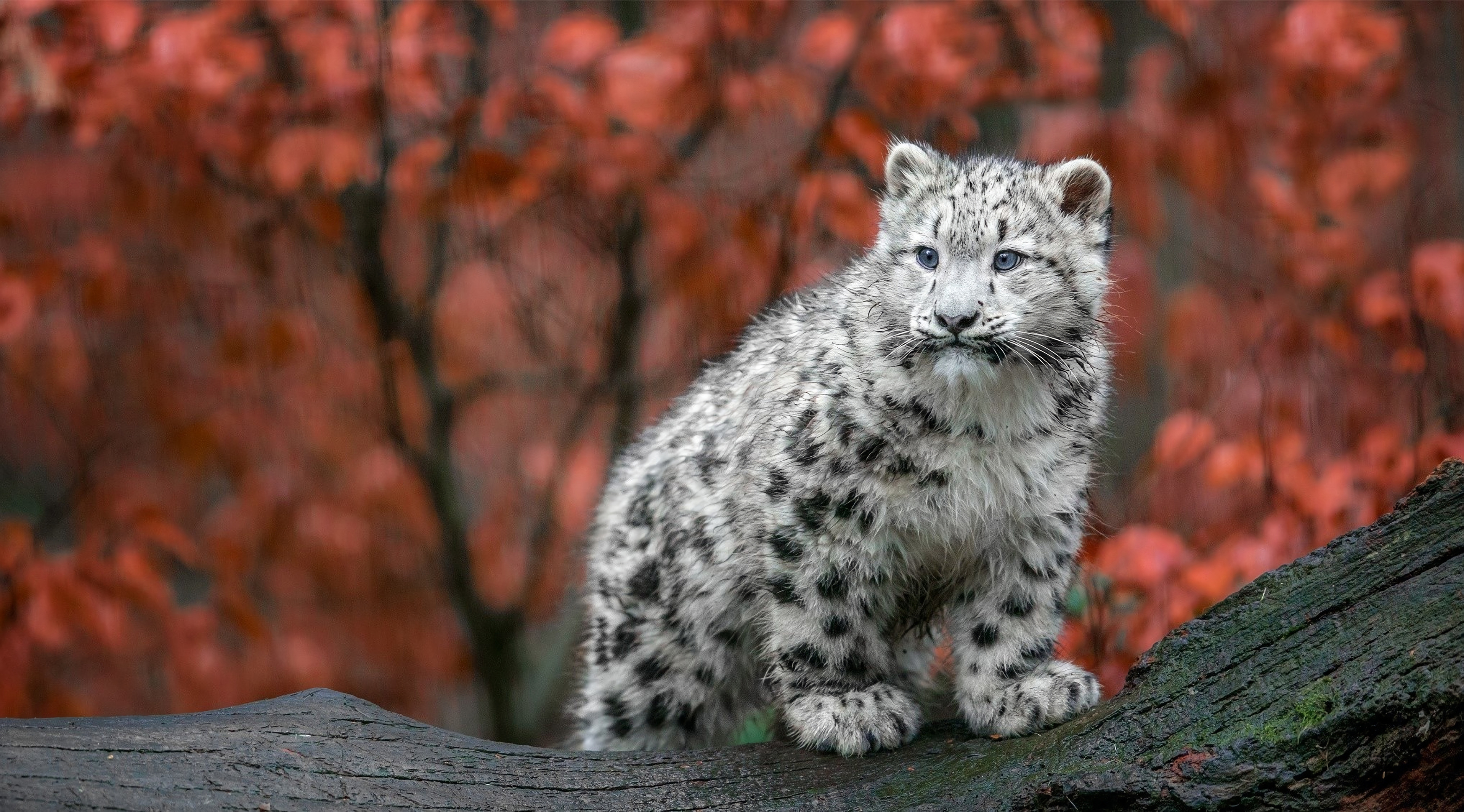 Baby Snow Leopard