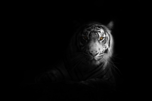 big cat tiger 1574938060 300x200 - Big Cat Tiger -