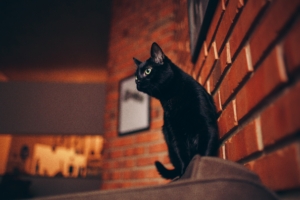 black cat portrait 1574938126 300x200 - Black Cat Portrait -