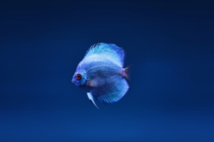 blue discus fish 1574938207 300x200 - Blue Discus Fish -