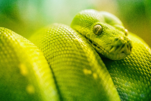 boa green snake 1574938011 300x200 - Boa Green Snake -