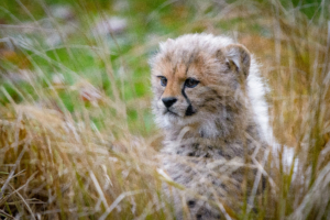 cheetah cub 1574937973 300x200 - Cheetah Cub -