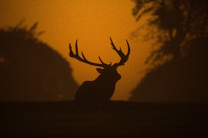 deer silhouette 1574937979 300x200 - Deer Silhouette -