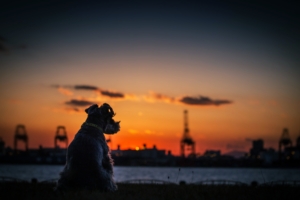 dog sunset silhouette 1574938032 300x200 - Dog Sunset Silhouette -