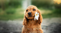 dog with flower in mouth 1574938221 200x110 - Dog With Flower In Mouth -
