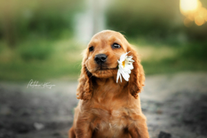 dog with flower in mouth 1574938221 300x200 - Dog With Flower In Mouth -