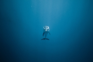 dolphin underwater 1574938193 300x200 - Dolphin Underwater -