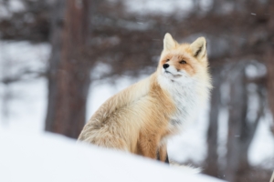 fox in snow 1574939442 300x200 - Fox In Snow -
