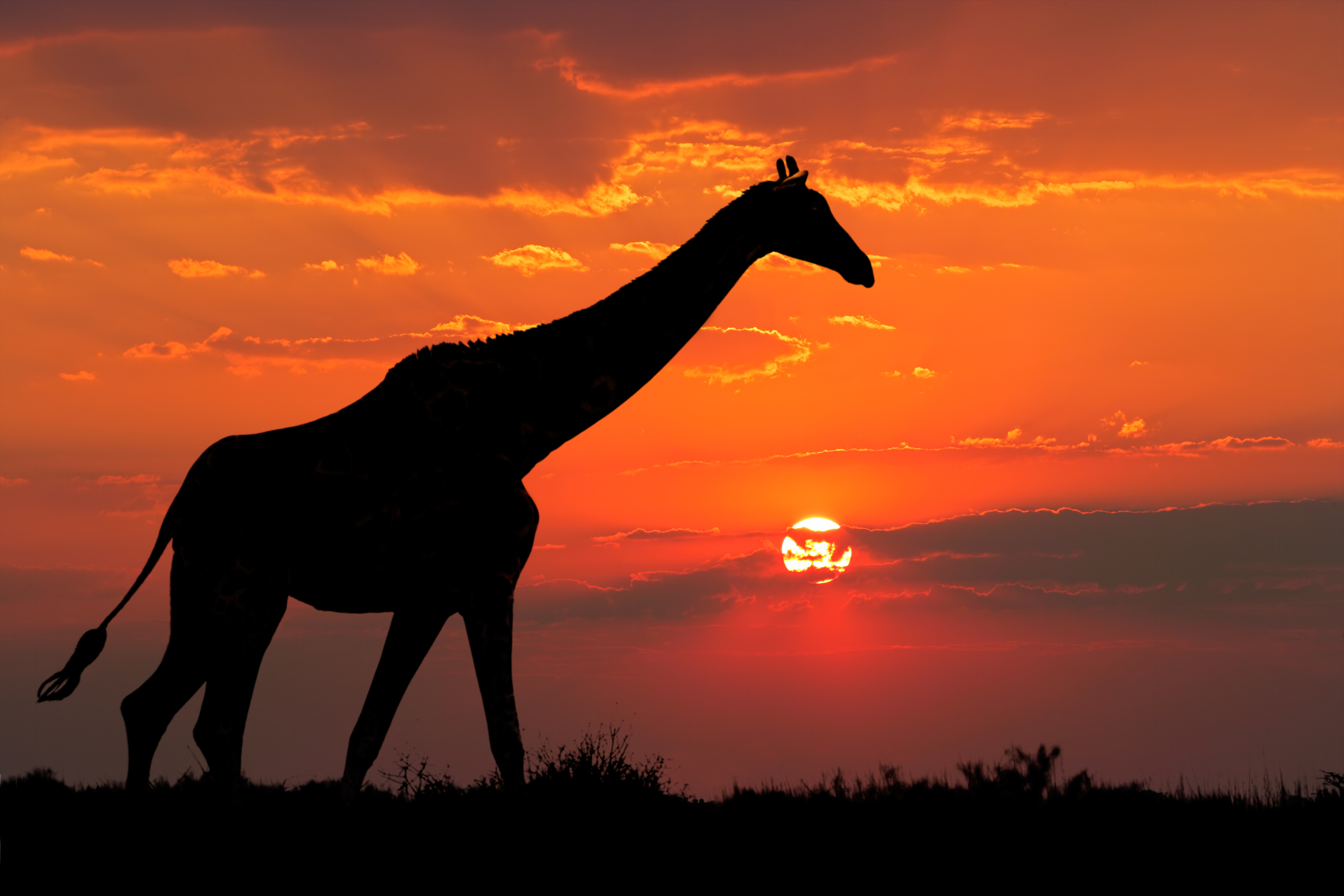 Giraffe Silhouette 