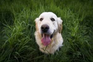 golden labrador retriever 1574938018 300x200 - Golden Labrador Retriever -