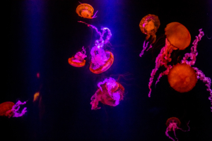 jellyfishes underwater 1574938210 300x200 - Jellyfishes Underwater -