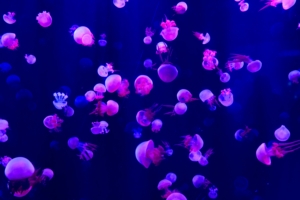 jellyfishes 1574938200 300x200 - Jellyfishes -