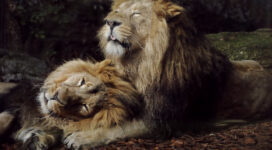 joyful lions 1574938087 272x150 - Joyful Lions -