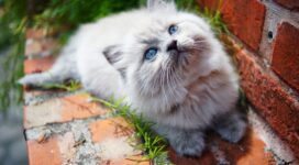 kitty blue eyes 1574938058 272x150 - Kitty Blue Eyes -