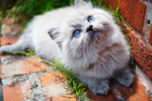 kitty blue eyes 1574938058 300x200 - Kitty Blue Eyes -