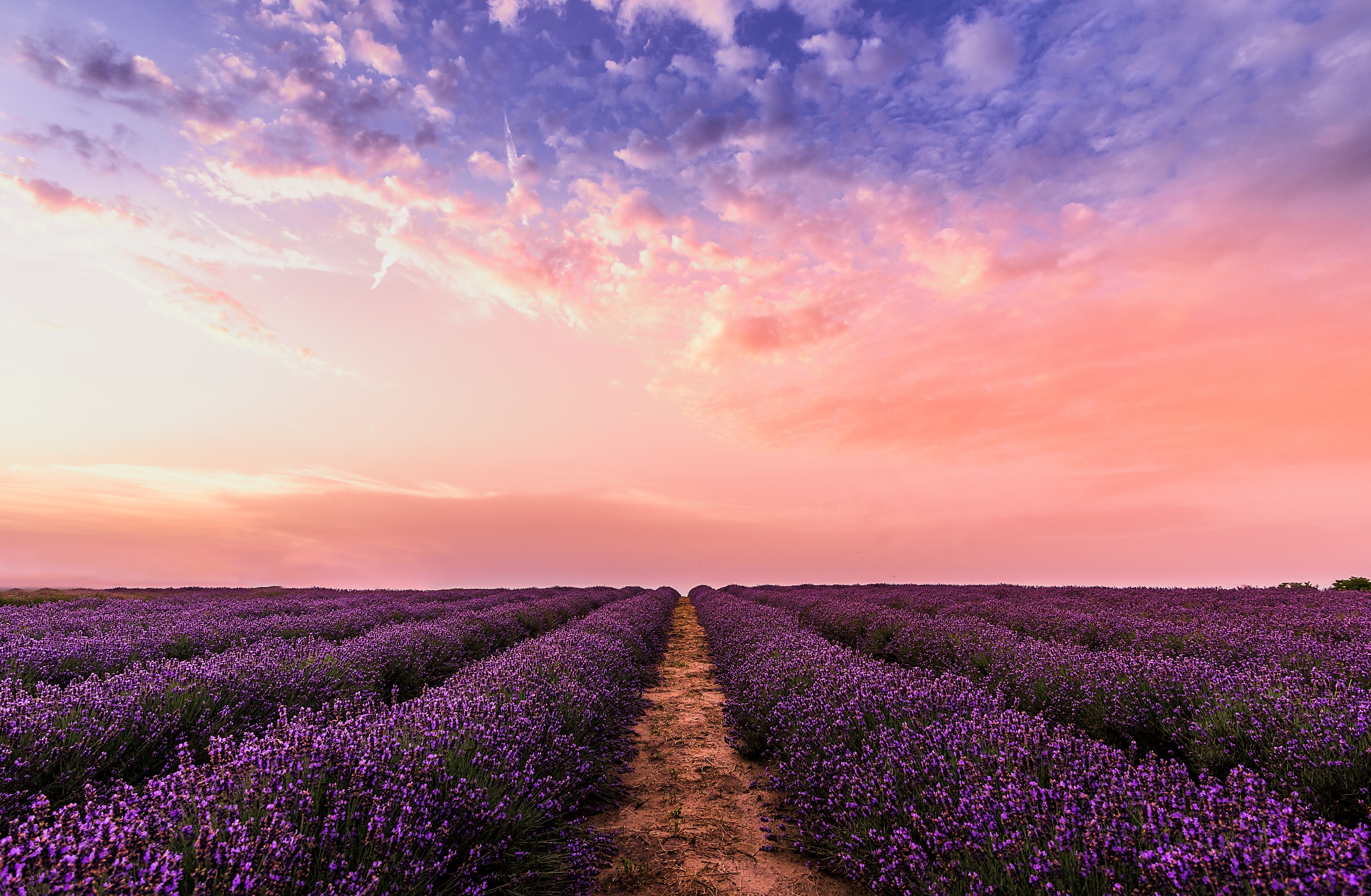 Beautiful Lavender Field HD phone wallpaper  Pxfuel