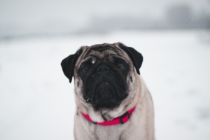 pug in snow 1574937981 300x200 - Pug In Snow -