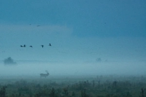 red deer fog mist 1574938131 300x200 - Red Deer Fog Mist -