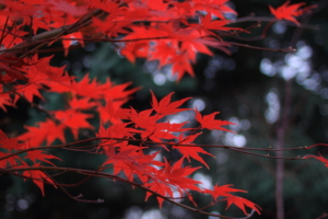 red leaves 1574937881 300x200 - Red Leaves -