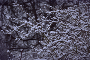 snowy branches 1574939581 300x200 - Snowy Branches -