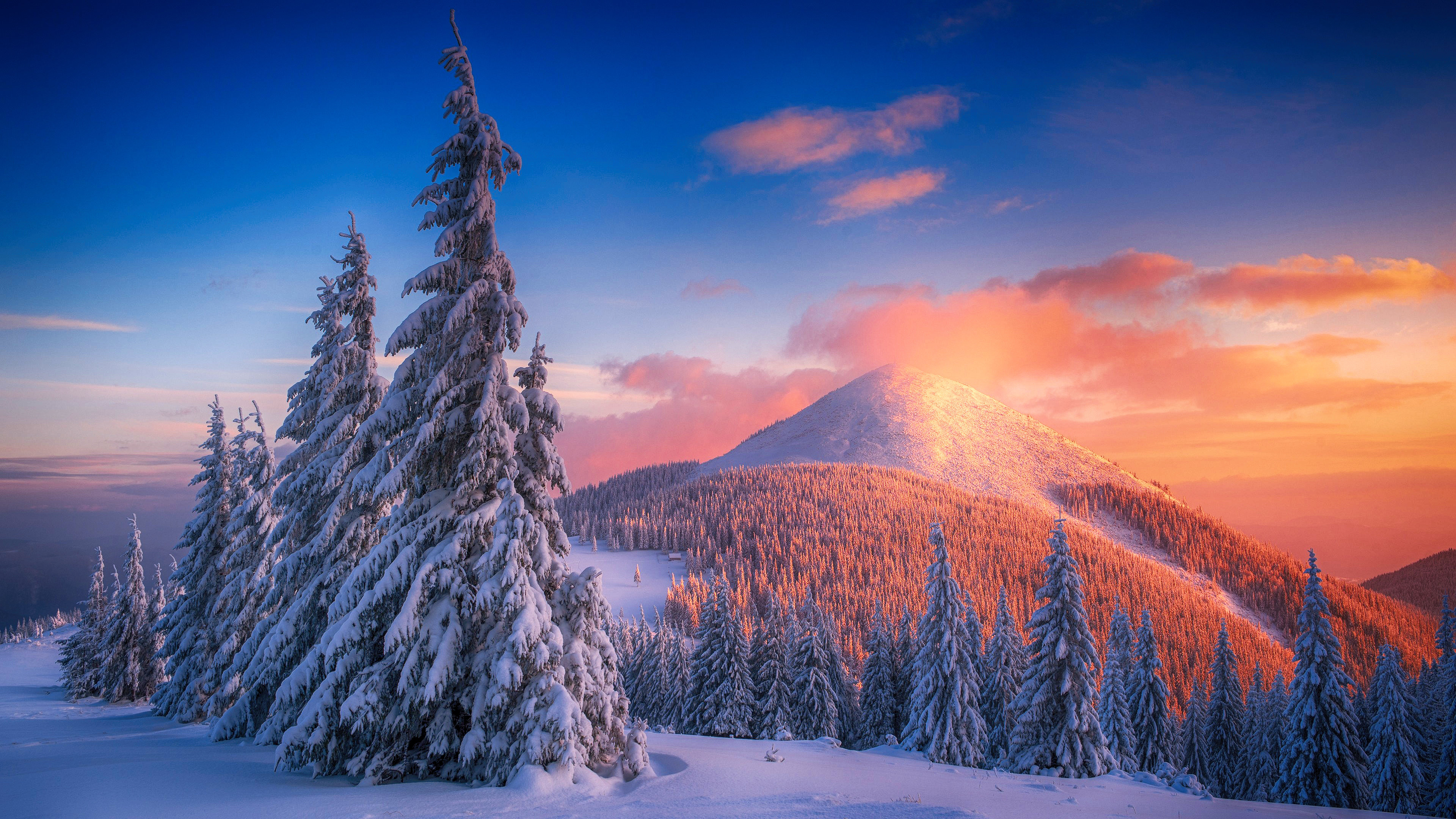 Snowy Pine Trees And Mountains