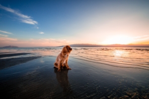 sunrise dog ocean 1574938184 300x200 - Sunrise Dog Ocean -