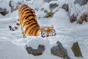 tiger snow 1574939421 300x200 - Tiger Snow -