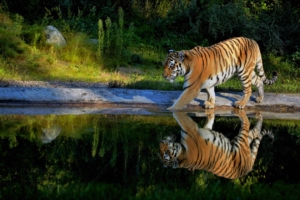 tiger walking on the pond way 1574938065 300x200 - Tiger Walking On The Pond Way -