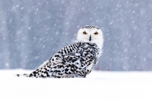 white owl in snow 1574939460 300x200 - White Owl In Snow -