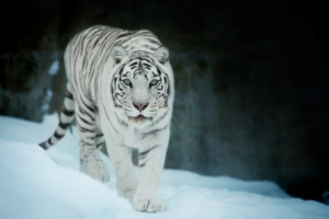 white tiger in snow 1574939437 300x200 - White Tiger In Snow -