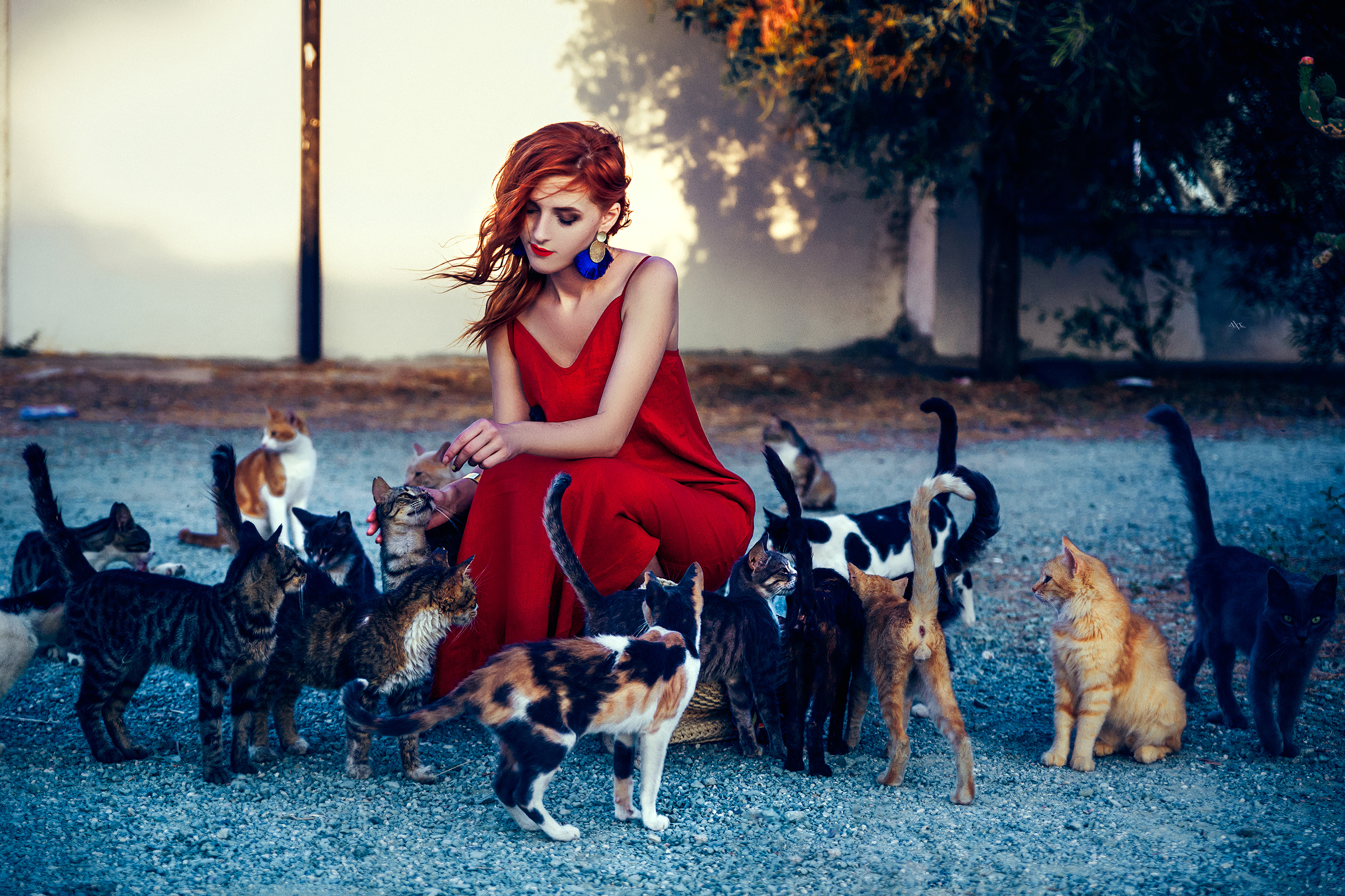 girl in red dress playing with cats 1575665946 - Girl In Red Dress Playing With Cats -