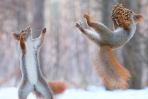 squirrels having fun in snow 1575663191 300x200 - Squirrels Having Fun In Snow -
