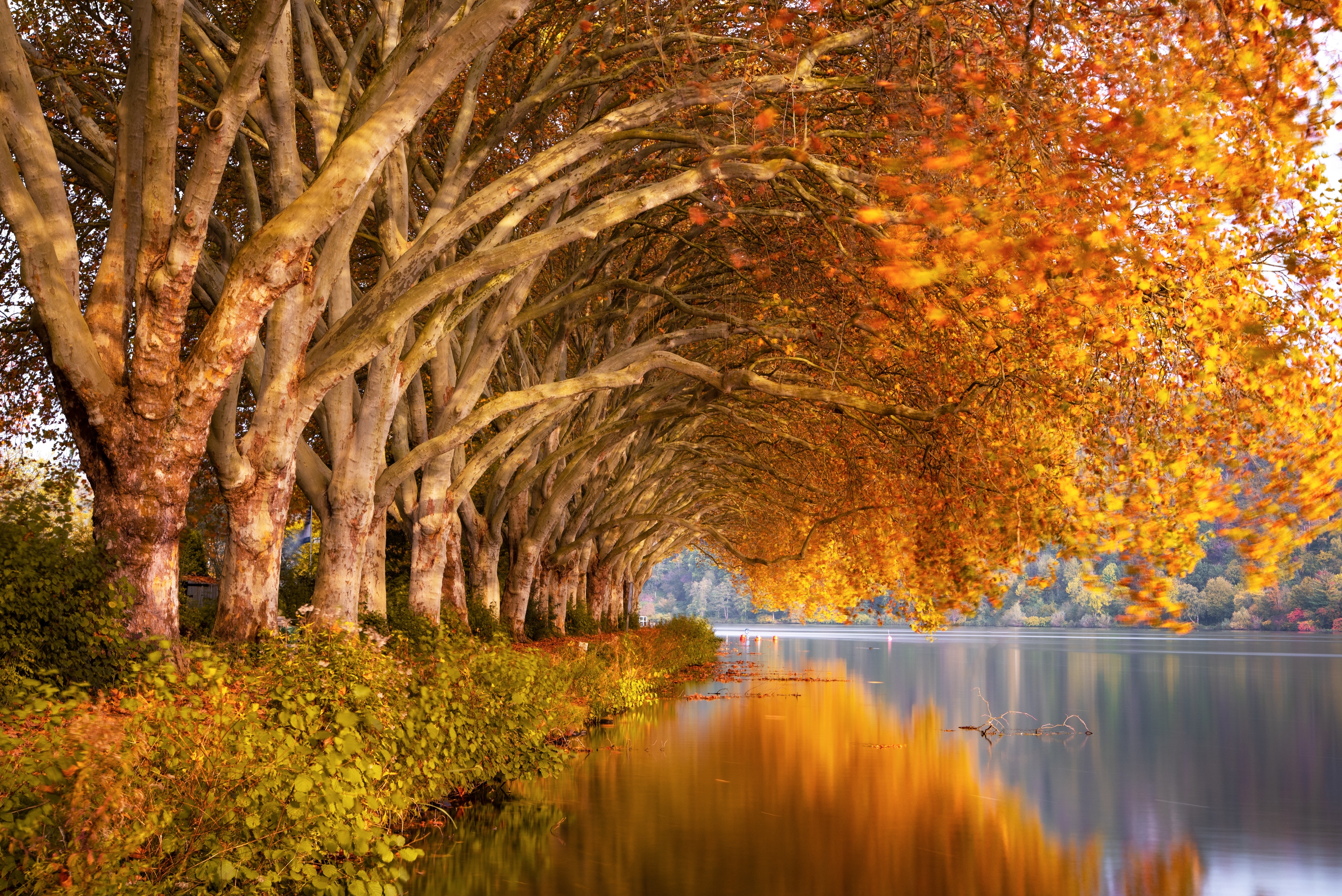 Red tree autumn autumn fall lake nature red leaves scenery HD phone  wallpaper  Peakpx