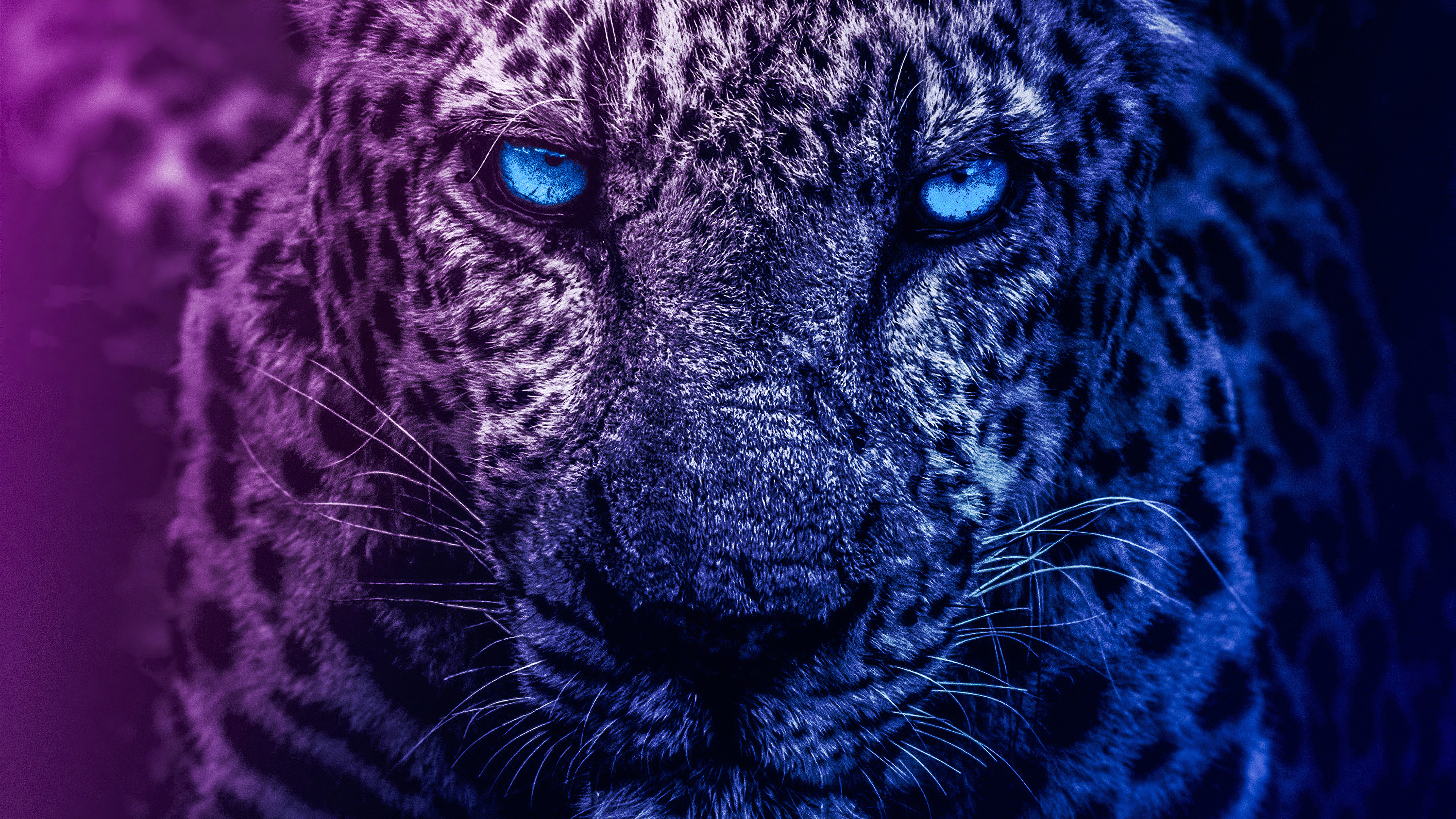 Galaxy Lion HD Wallpapers 1000 Free Galaxy Lion Wallpaper Images For All  Devices